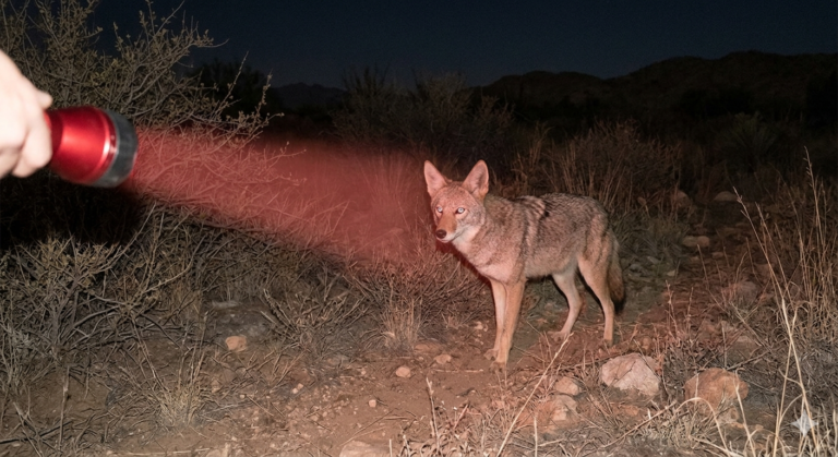 Can Coyotes See Red Light? What Hunters and Homeowners Should Know